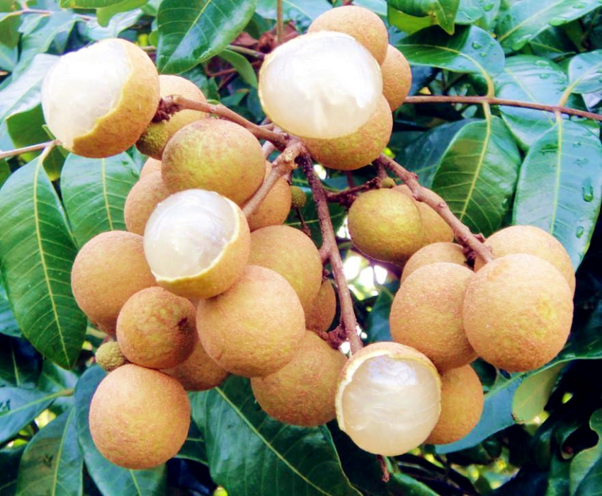 博白龙眼采摘基地在哪里,博白石硖龙眼什么时候成熟