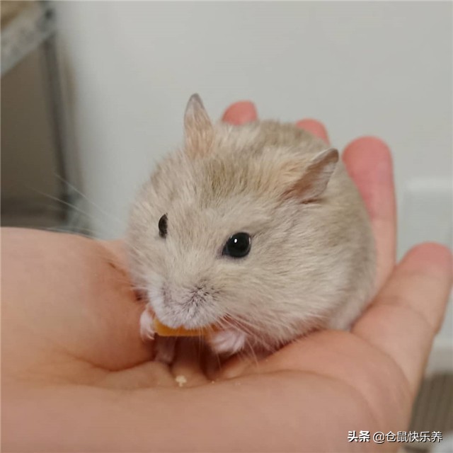 仓鼠被人惹恼了,仓鼠反感主人怎么办