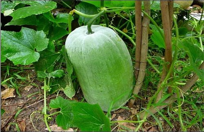 高温天气引起西瓜腐烂的原因,冬瓜遇到高温怎么办