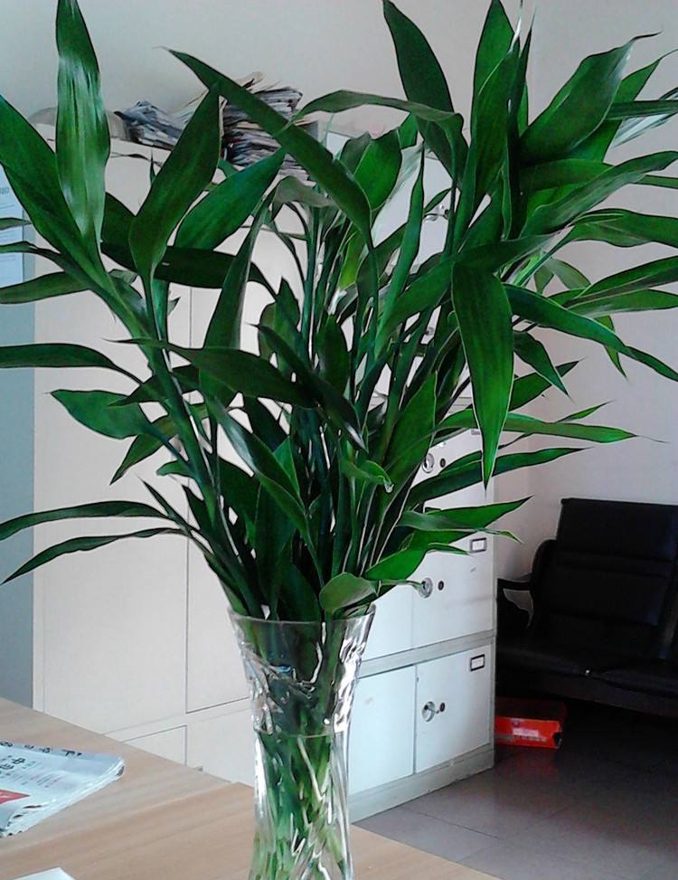 富贵竹叶子发黄怎么加营养液,富贵竹叶子发黄使用什么营养液