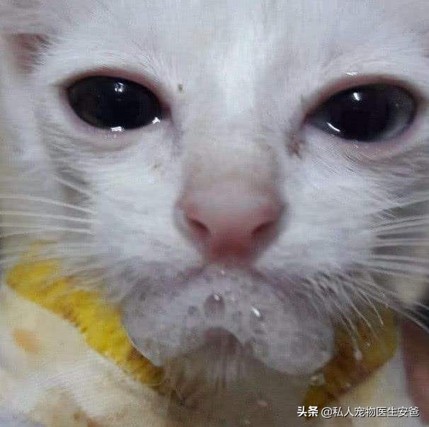 中毒猫咪救活几率,猫咪中药中毒急救