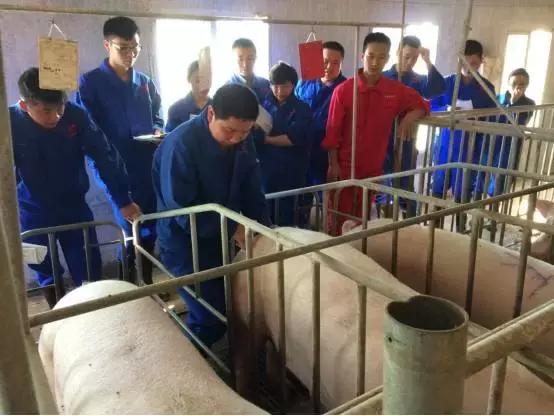 猪深部输精的技术路线及工艺流程,母猪深部输精间隔时间是多长时间