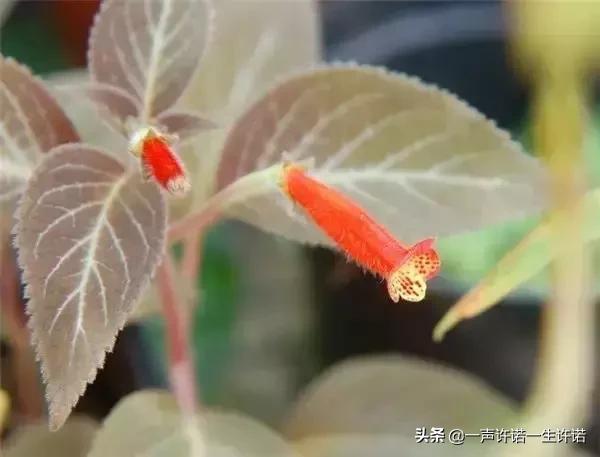 从未见到的怪花,从没见过的奇花