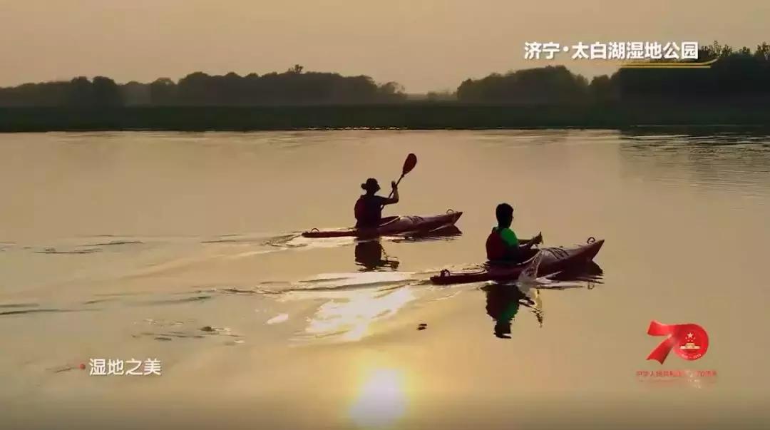 济宁任城湿地公园荷花,济宁莲花湿地