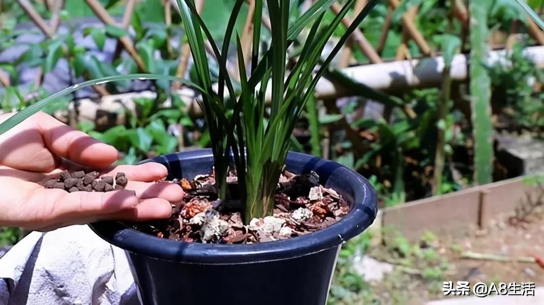 汪字兰花历史,汪姓文化传承