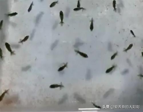 金鱼卵的孵化水温度多少度最佳,金鱼卵孵化出小金鱼咋养