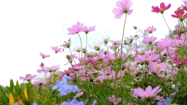 深圳龙华公园对外开放了吗,深圳市龙华新开的公园