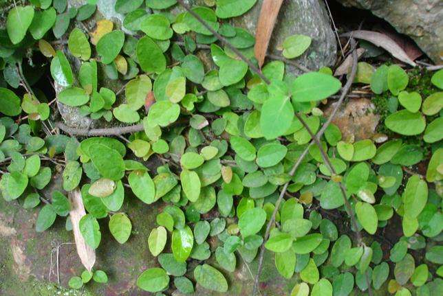 笠翁对韵国学经典21页,笠翁对韵经典篇章赏读