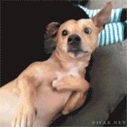 养狗必看,养狗2年多才明白的狗狗冷知识