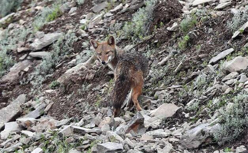 金豺和老虎,西藏金豺