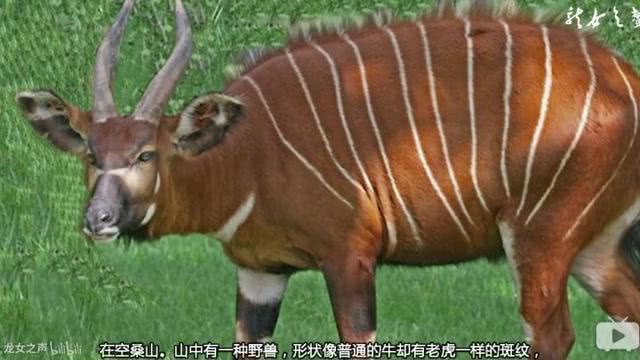 山海经中哪些是人类发现的,山海经中哪些真实存在的生物