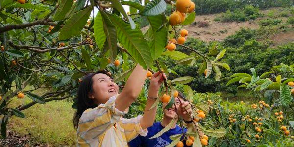 四川的五星枇杷果香浓郁,清甜多汁的大五星枇杷