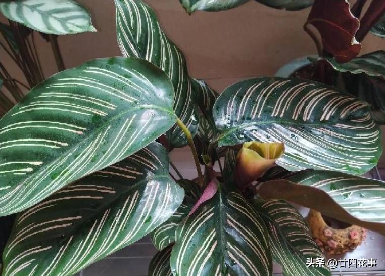 好看的喜阴室内小型绿植都有哪些,哪些绿植耐阴好养颜值高