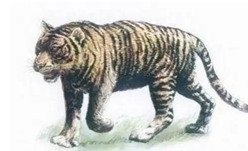 麻老虎是干什么的,麻老虎的故事