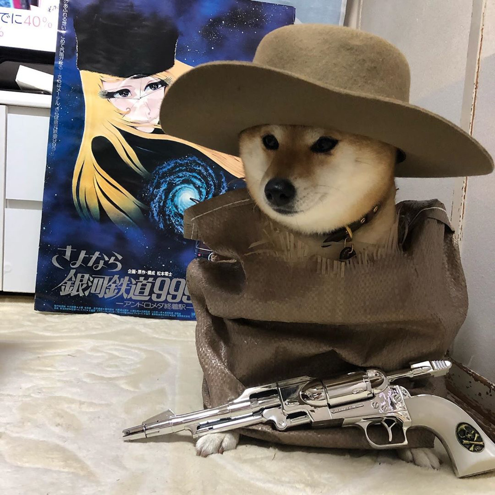 被砖头压住了!影帝柴犬超入戏25个连自己也骗倒的瞬间