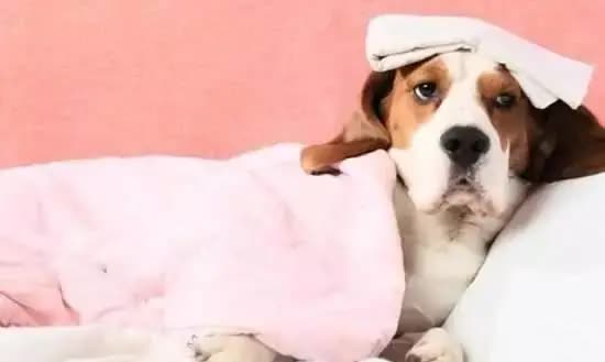 狗狗淋雨后生病的症状,狗狗生病会有哪些症状