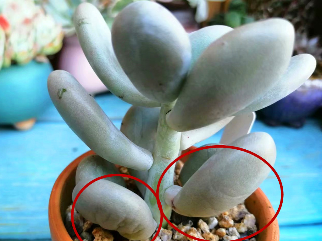 多肉浇水后叶片发软是怎么回事,刚栽的多肉叶片发软怎么办