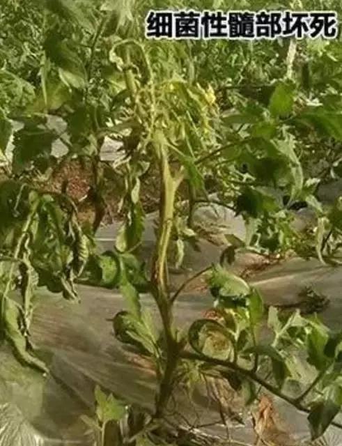 冬春大棚番茄病害怎么防治,番茄早春茬病虫害
