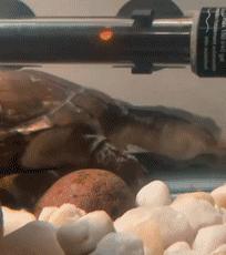 龟龟长大了,我滴个龟龟是什么意思