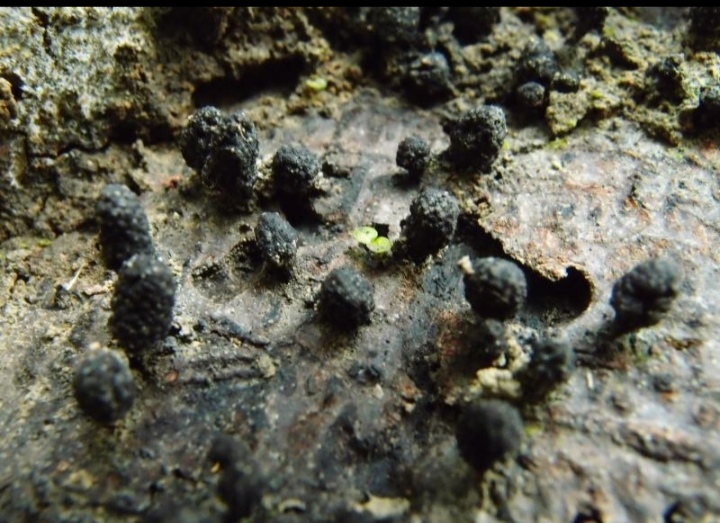 黑木耳露天种植是怎么回事,黑木耳不长是什么原因