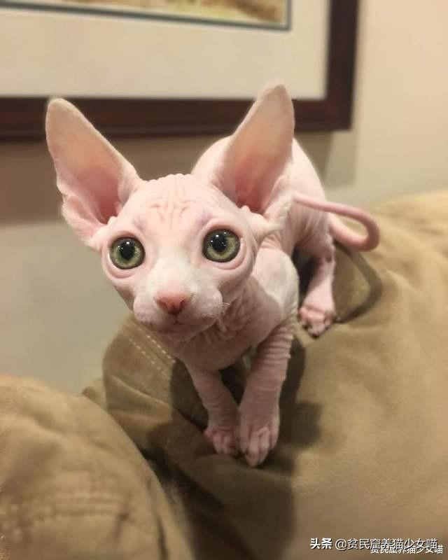 辟谣：无毛猫不是一个猫品种，也算不上是猫咪过敏者的福音