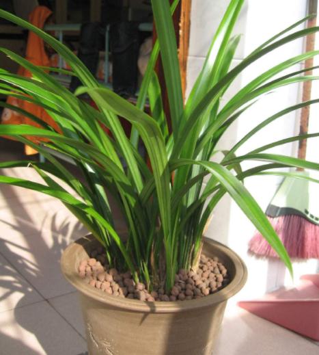 兰花换盆如何修剪根系,兰花换盆根系修剪