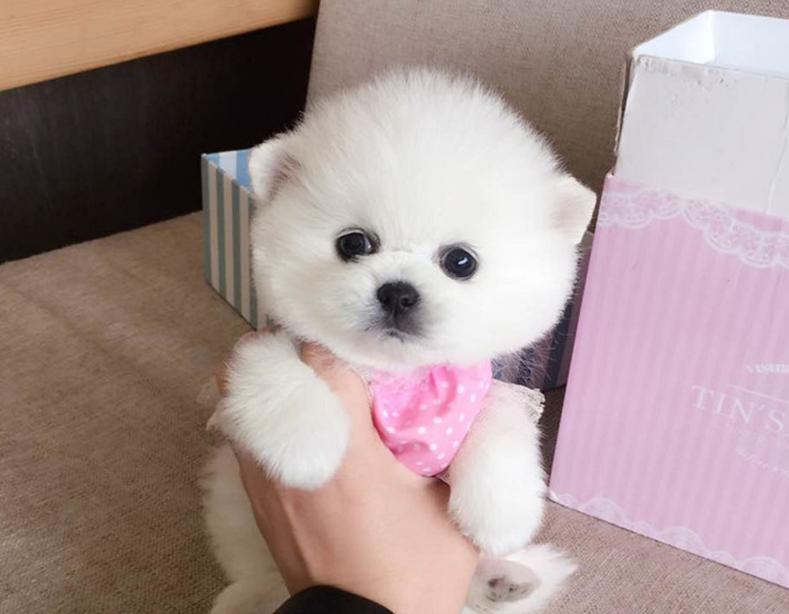 正确的博美幼犬喂养方式，只要煮好这些方面，就能让它更加健康