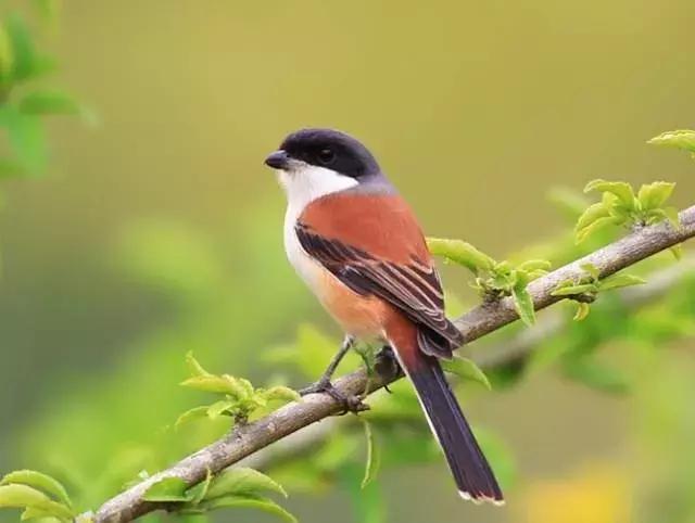 伯劳鸟饲养,没睁眼的伯劳怎样饲养