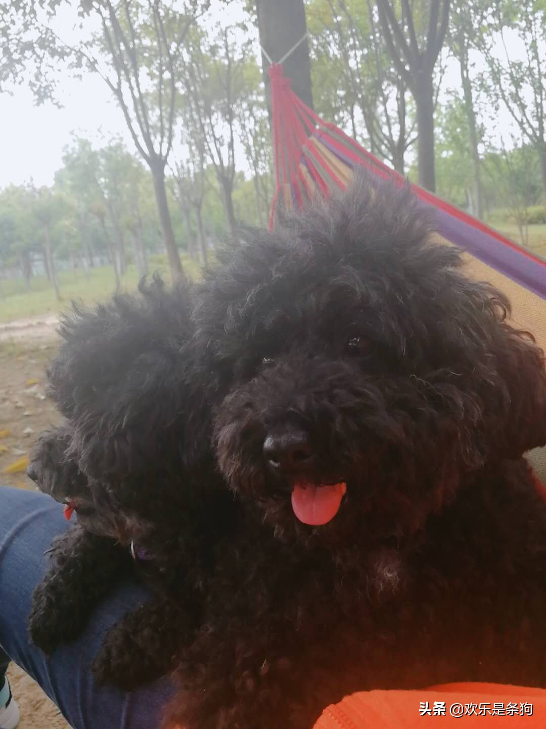 刚买的宠物狗要怎么养,刚抱养的狗狗注意事项