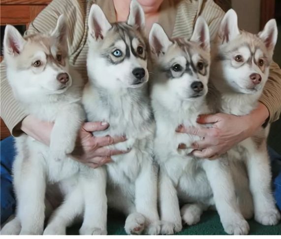 俄罗斯名犬中亚牧羊犬,俄罗斯纯种西伯利亚雪橇犬