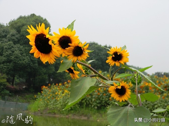 单车骑行无锡,无锡单车骑行路线