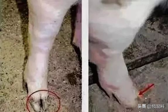 养猪实用技术——高产母猪的身体特征(图解)