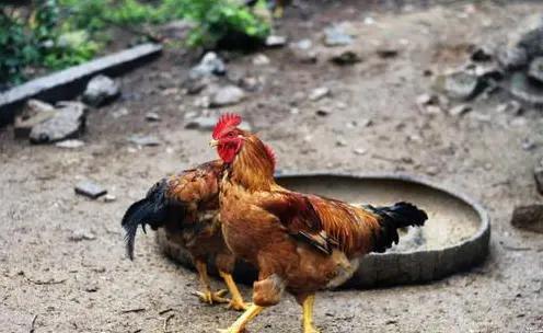 蜈蚣为什么是五毒之首,为什么五毒之一的蜈蚣不死大公鸡