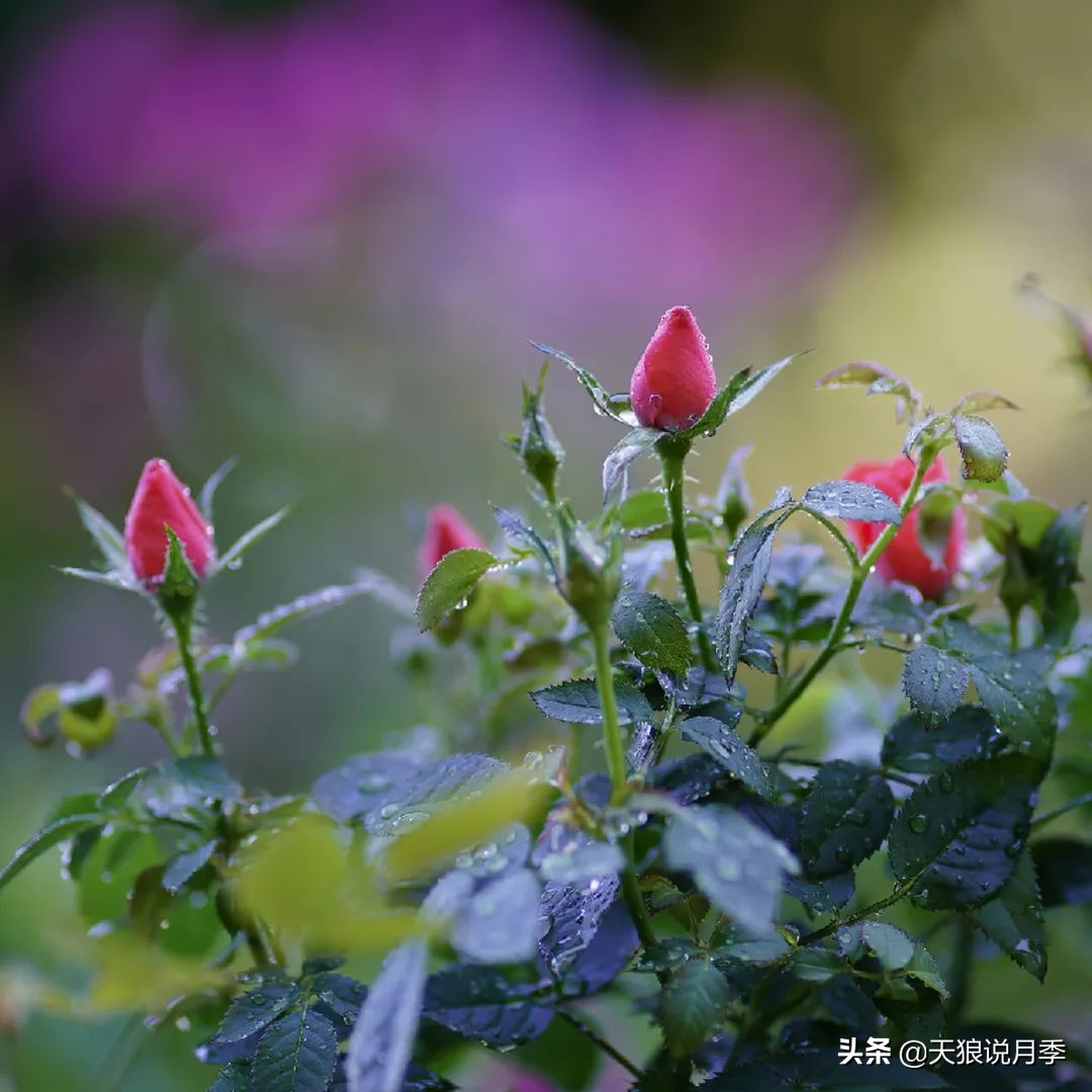 天狼说月季的盲枝,早春月季盲枝没花苞怎么办