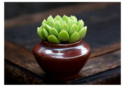 多肉薄荷怎么养,盆栽薄荷怎么养原来花友只用一招