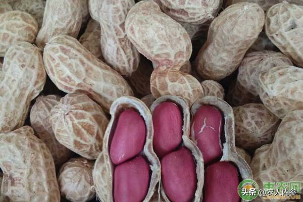 内蒙古葵花籽价格最新行情,菜籽油花生油葵花籽油多少钱一斤