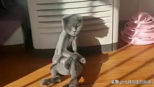 主人以为蓝猫太胖,就把猫毛剃掉,结果瘦得像根火柴棍,它生气了
