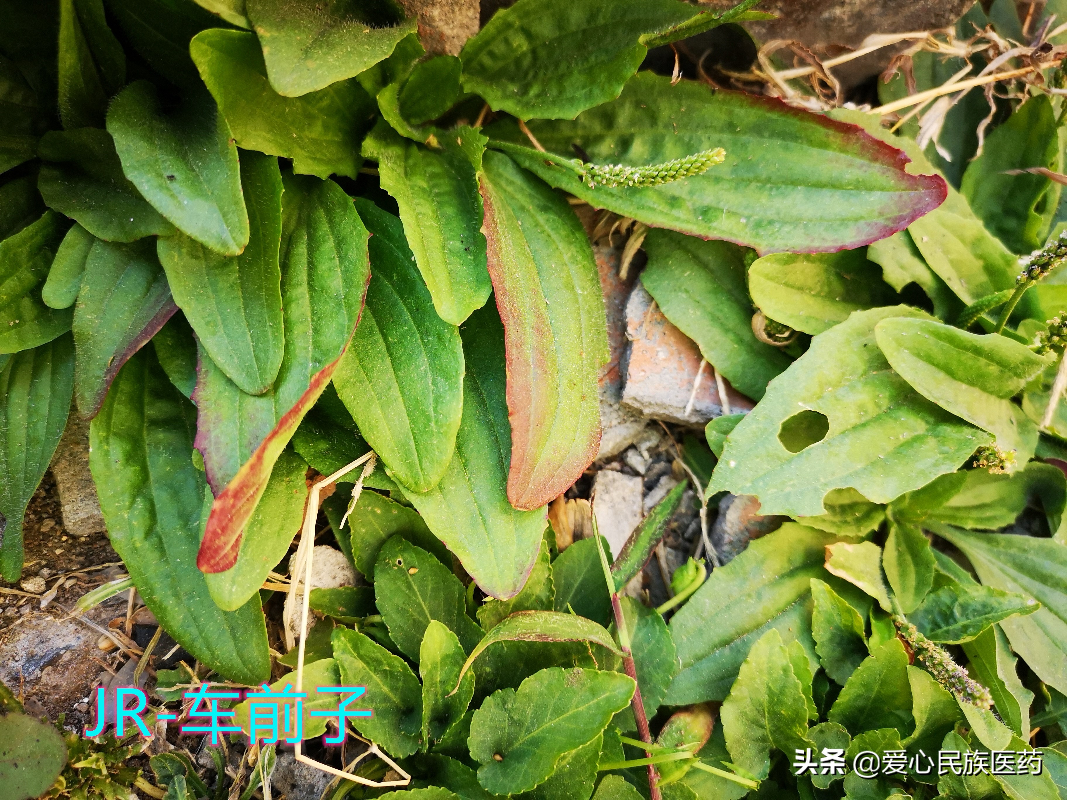 农村草药车前子,适合树下面种植的中药材