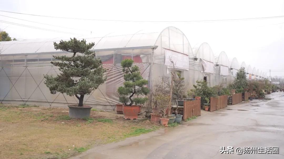 扬州花卉市场大全,扬州西区花卉市场