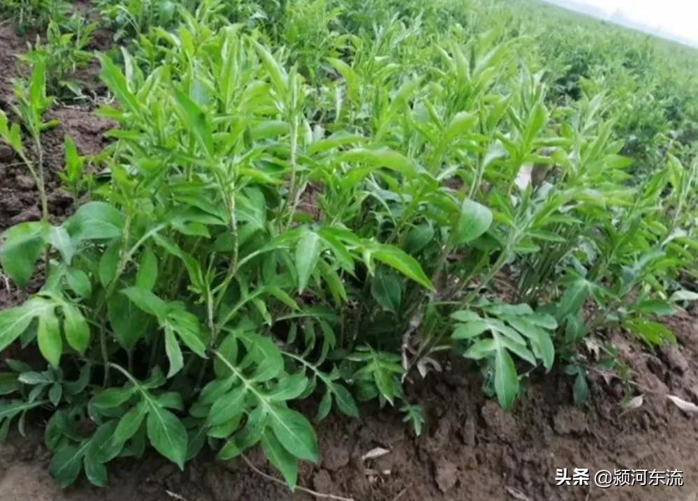 农村种植中药材哪些药材前景好,农村种植中药材