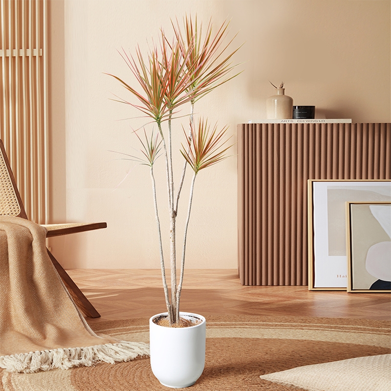 100种绿植大全,50种盆栽绿植花卉大全