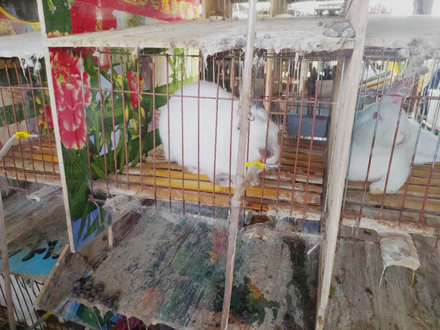 兔子脾气暴躁咬人是什么原因,兔子爱咬人怎么矫正