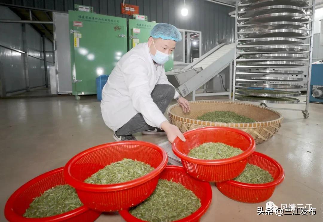 侗乡赶制早春茶,春茶上市喝真茶还是套路