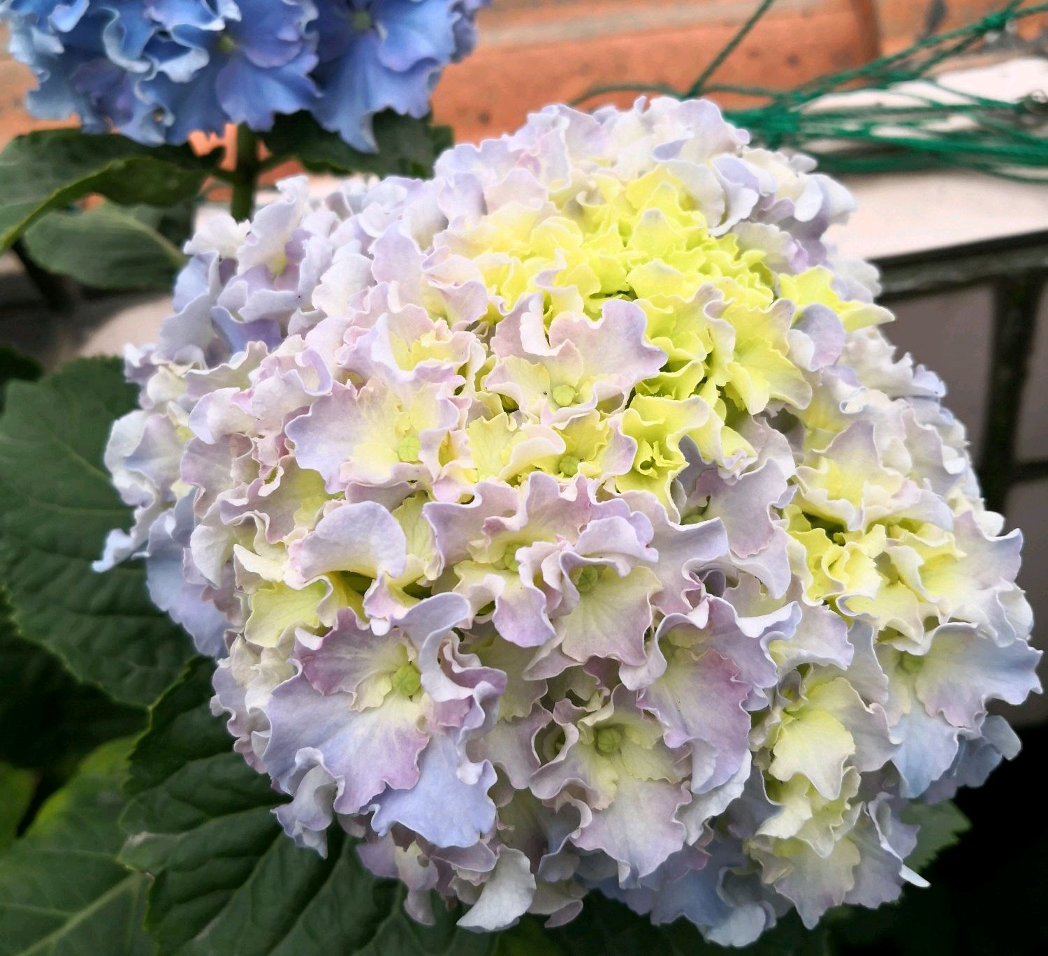 绣球的叶子枯死了根还能发芽吗,绣球花盆栽干枯怎么办