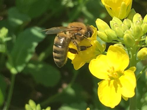 真正的野生石蜂蜜,野生蜂蜜采摘现场视频