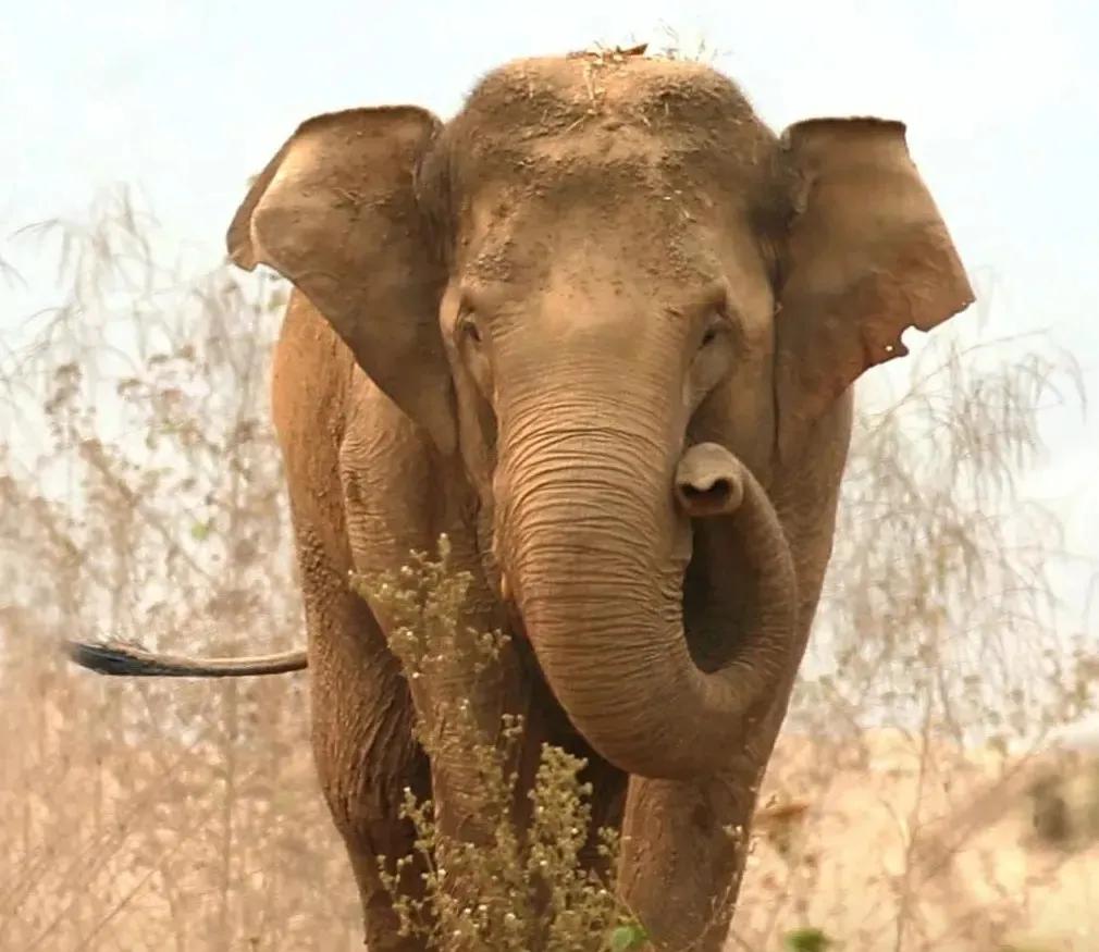中国亚洲象罕见向北迁徙的原因,云南亚洲象为什么向北迁徙
