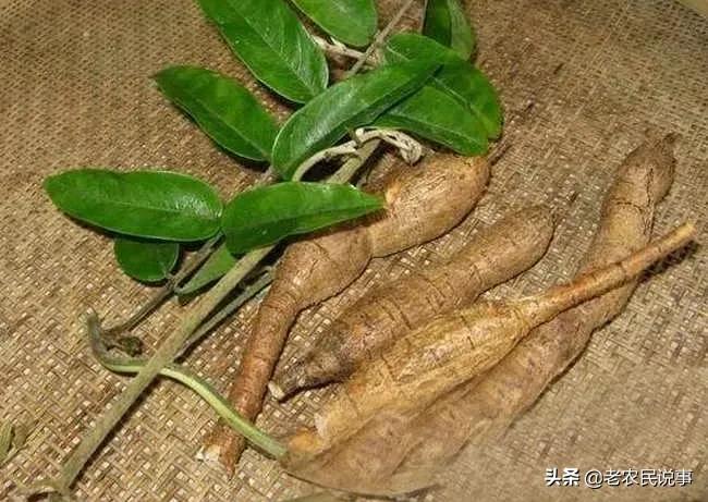 牛大力19元,牛大力为什么涨价