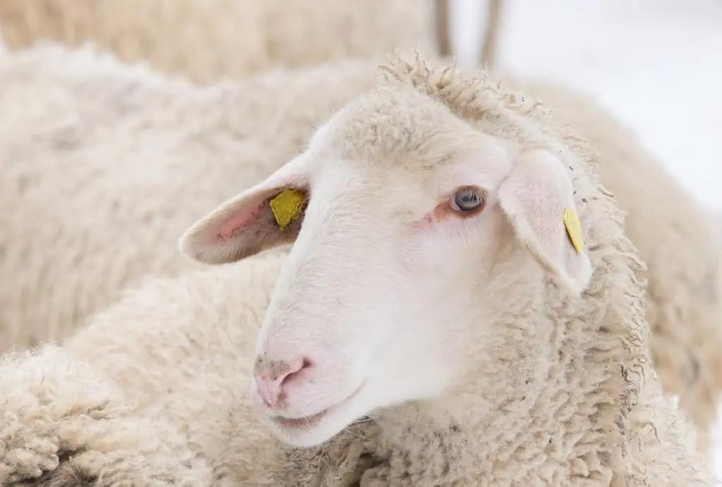 羊绒和羊毛绒有什么区别吗,羊绒羊毛衫傻傻分不清楚