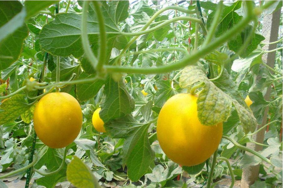 西瓜甜瓜种植施肥防病虫害技术,早春大棚甜瓜主要病虫害有哪些