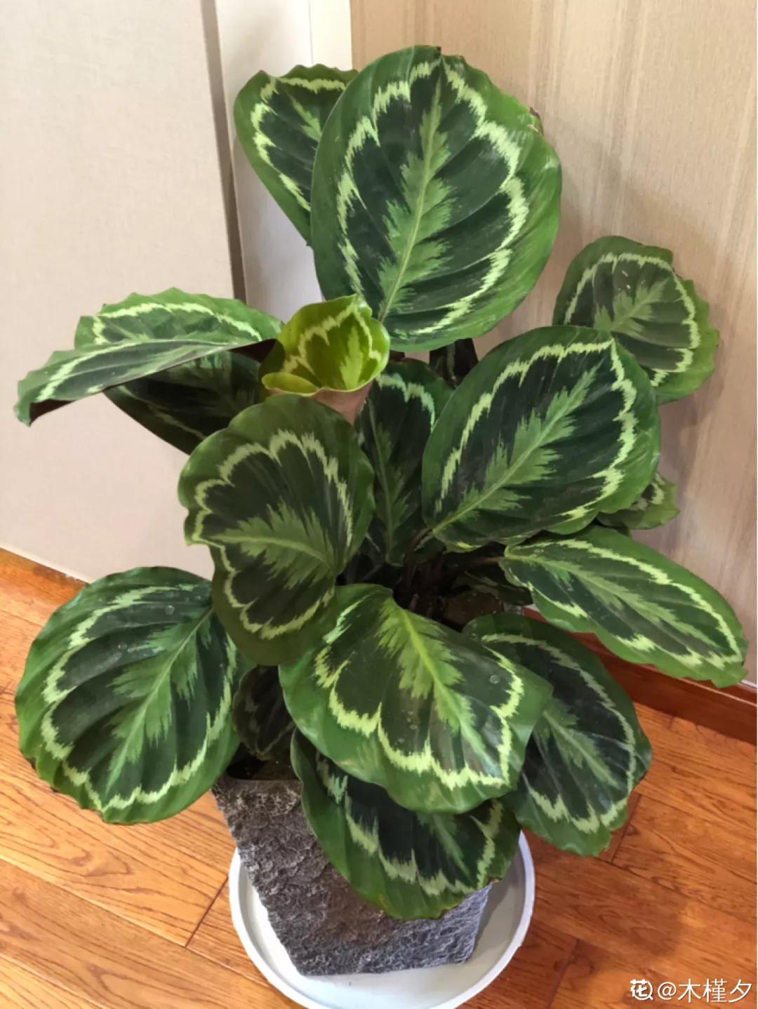 12星座该养什么花最好,12星座专属养的花是什么